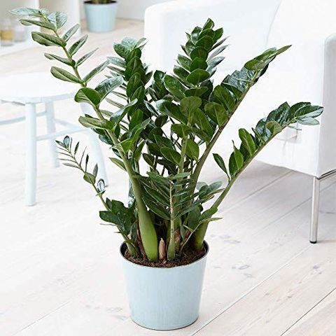 Best Air Purifying Plants for Your Home
