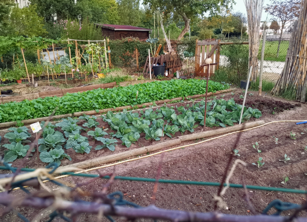 Companion Planting: The Secret to a Naturally Pest-Free Vegetable Garden