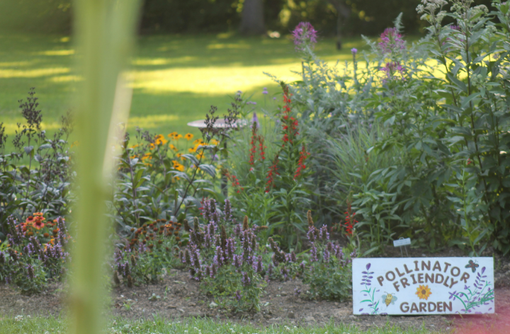 Creating a Pollinator Paradise: Plants That Will Bring Bees and Butterflies to Your Yard