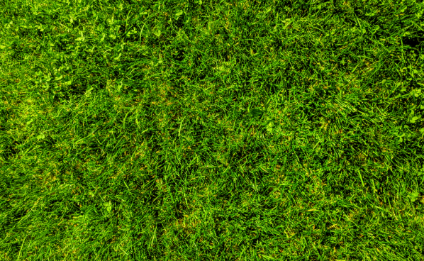 Transform Your Patchy Lawn into a Lush Green Carpet This Spring