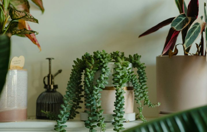 7 Foolproof Houseplants That Are Virtually Impossible to Kill