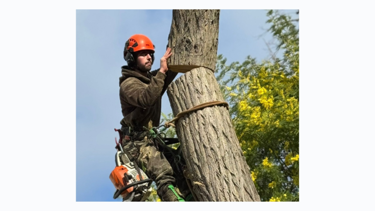 How Professional Tree Care Supports Safer, Healthier Urban Gardens